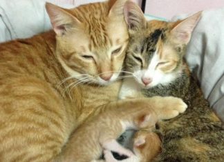 Nằm mơ thấy mèo là điềm báo gì