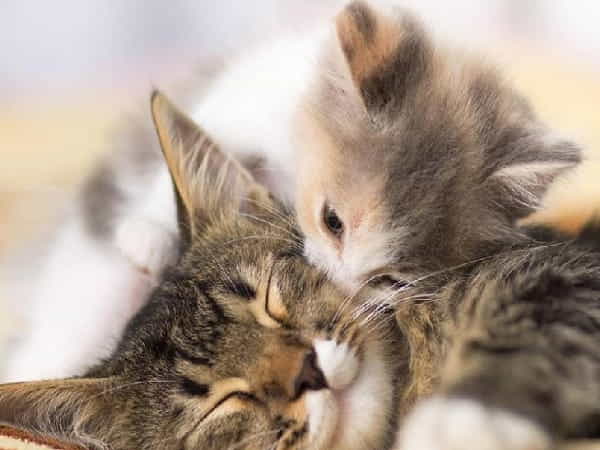 Giấc mơ thấy mèo trong công việc và tài chính