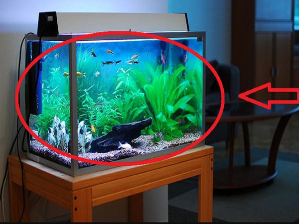 Vị trí đặt bể cá cho người cho các mệnh