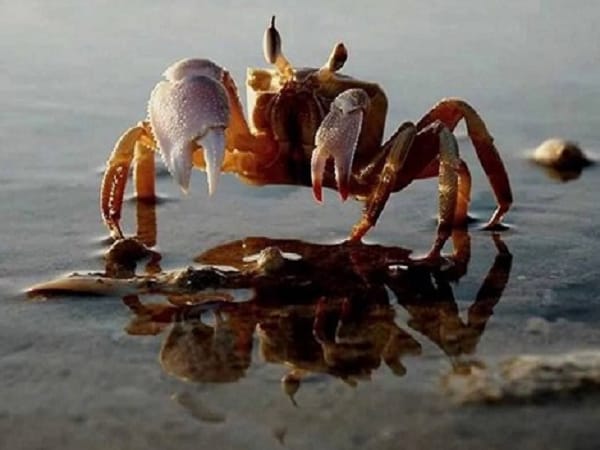 Ý nghĩa chung của giấc chiêm bao thấy cua