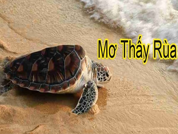 Ý nghĩa chung giấc mơ thấy rùa