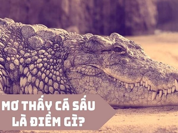 Mộng mị thấy cá sấu