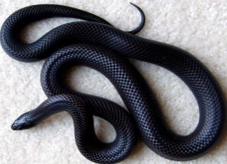 Ngủ mơ thấy rắn đen báo mộng vận hên hay xui?