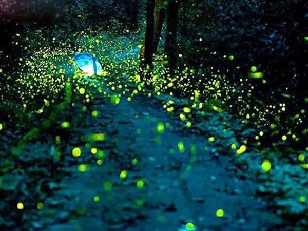 Giấc mơ thấy đom đóm trong đời sống tâm linh