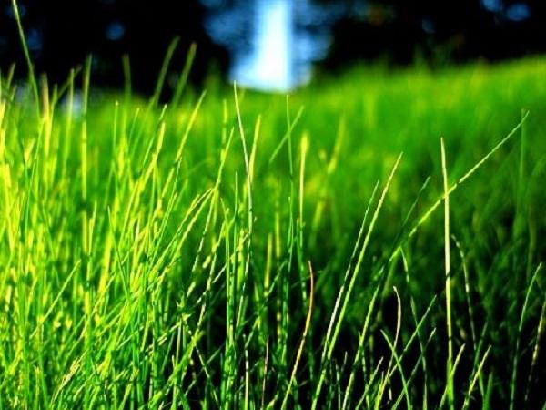 Mộng thấy cỏ non mới mọc – khởi đầu tươi sáng