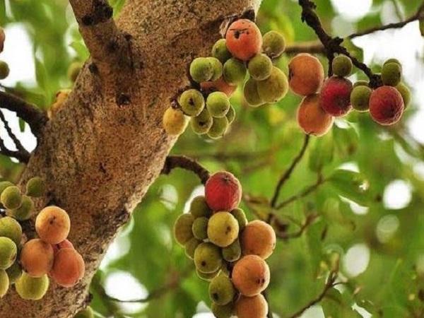 Mơ thấy quả sung trong vườn