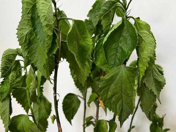 Chiêm bao thấy cây cảnh chết
