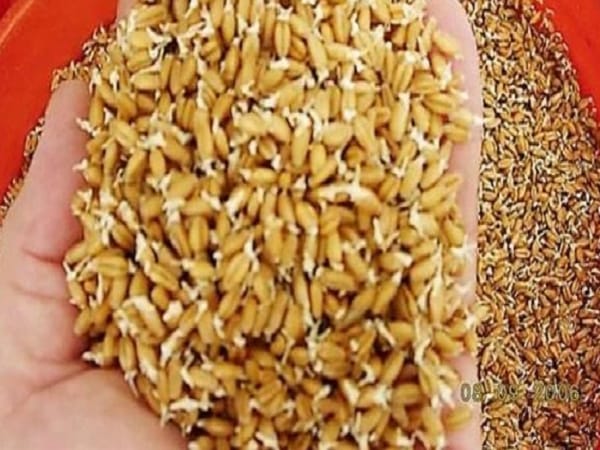 Phong thủy liên quan đến giấc mơ hạt lúa