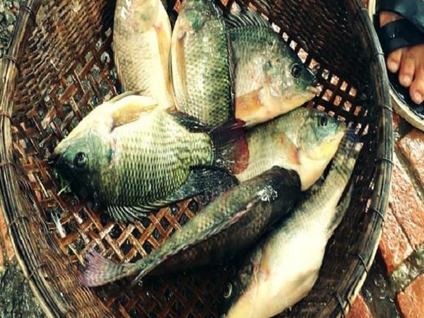 Chiêm bao thấy nhiều cá rô