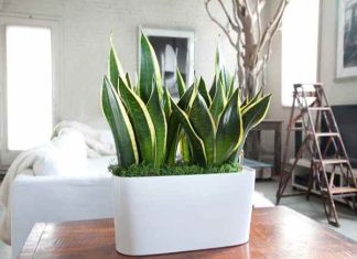Có nên để cây xanh trong phòng ngủ không? có nên để cây xanh trong phòng ngủ