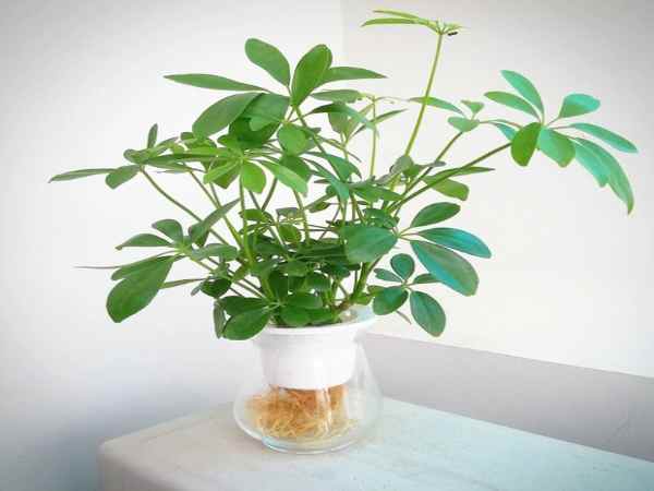 Cây cảnh hợp với mệnh hỏa