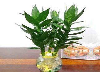 Cây phát lộc để trong nhà có tốt không?