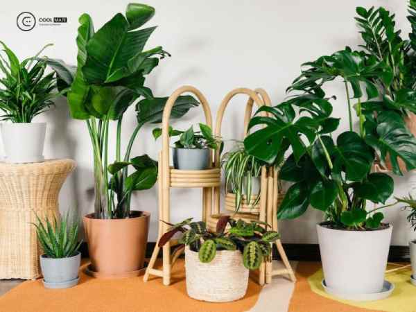 cây cảnh hợp với mệnh thổ