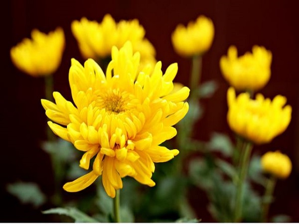 Hoa cúc vàng rực rỡ là hoa chưng bàn thờ đẹp ngày tết