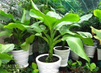 Cây đại phú gia hợp mệnh gì?