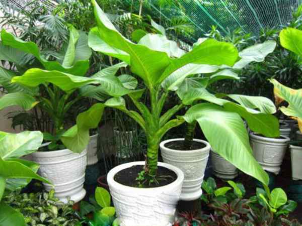 Vị trí đặt cây Đại Phú Gia theo phong thủy