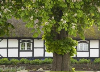 trồng cây giữa cửa nhà có tốt không