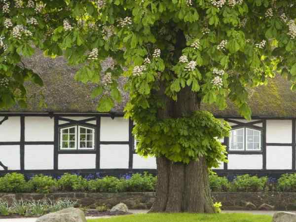 Trồng cây giữa cửa nhà có tốt không? trồng cây giữa cửa nhà có tốt không