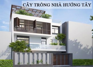 Nhà hướng Tây nên trồng cây gì?