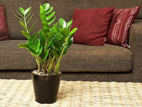 Cây cảnh phỏng thủy trong nhà gồm những cây nào