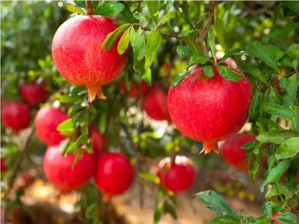 Cây lựu hợp mệnh gì