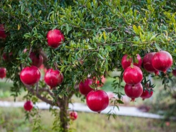 Ý Nghĩa phong thủy của cây Lựu