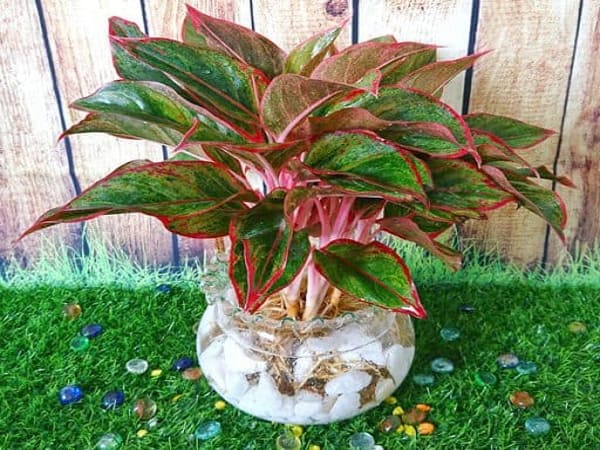 Cây phong thủy để bàn làm việc - Cây phú quý (aglaonema)