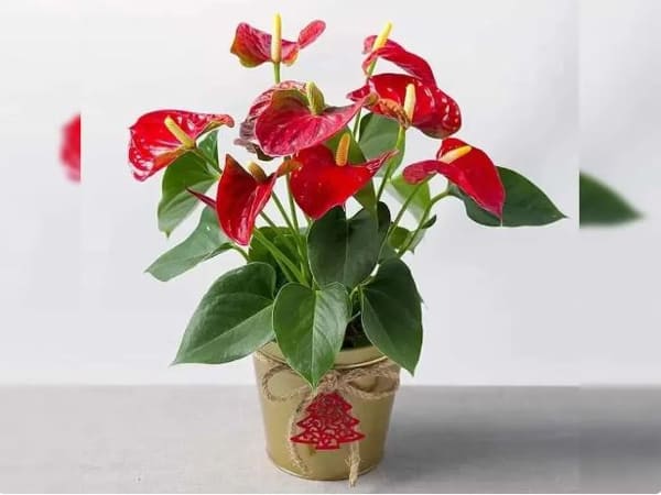 Ý nghĩa chung của cây phong thủy lá đỏ