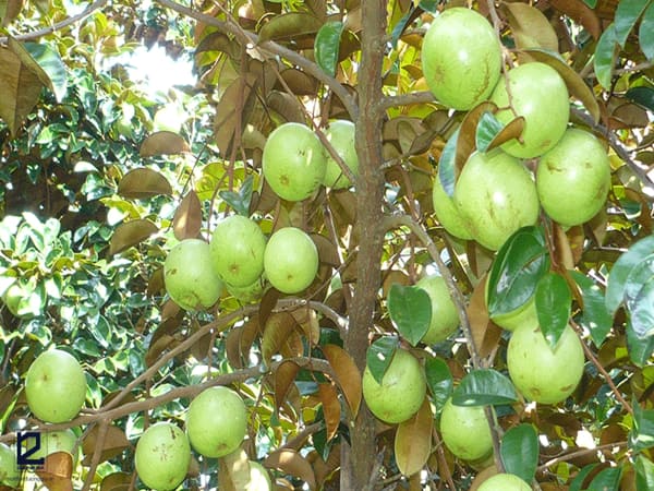Cây vú sữa - cây phong thủy trồng trước nhà