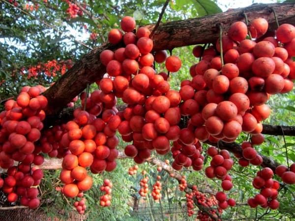 Ý nghĩa phong thủy của cây dâu da đất - Cách trồng và chăm sóc