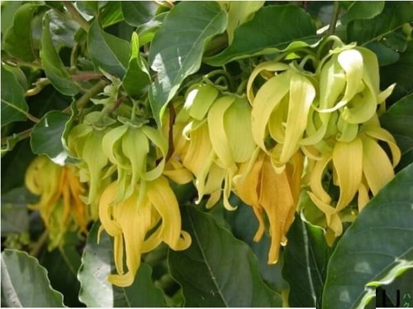 Tìm hiểu về cây hoa Dẻ trong phong thủy
