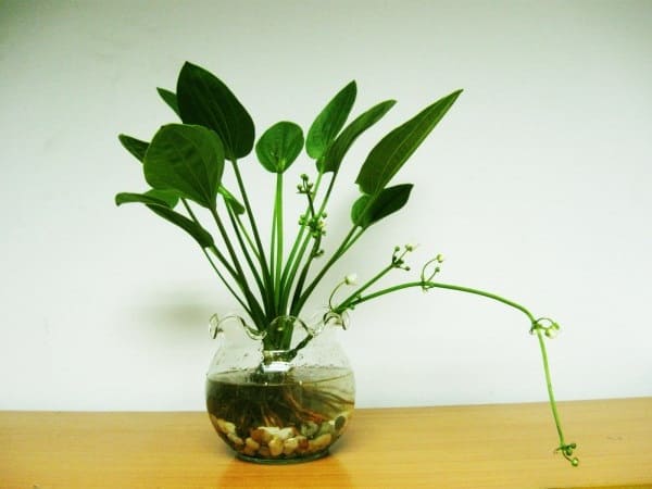 cây bách thủy tiên hợp mệnh nào