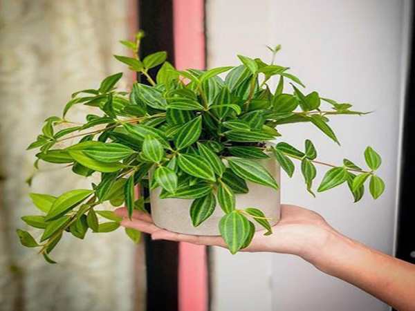 Cây Bình An hợp mệnh gì, cách bài trí để phát huy tốt nhất phong thủy