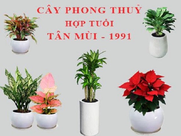 Nguyên tắc chọn cây cho người mệnh Thổ 91