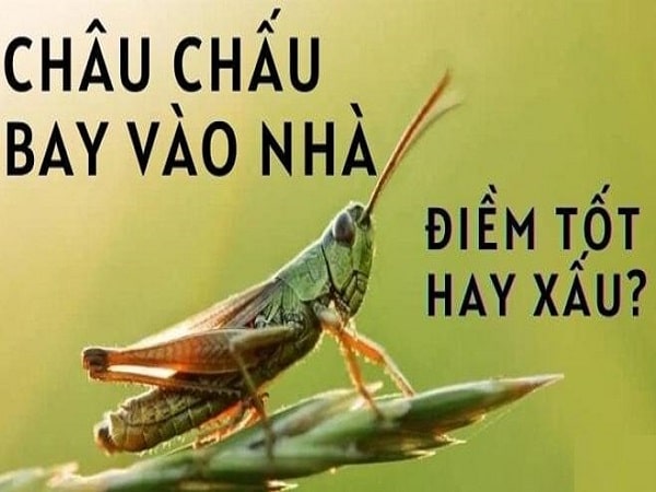 Luận điềm báo châu châu bay vào nhà theo dân gian
