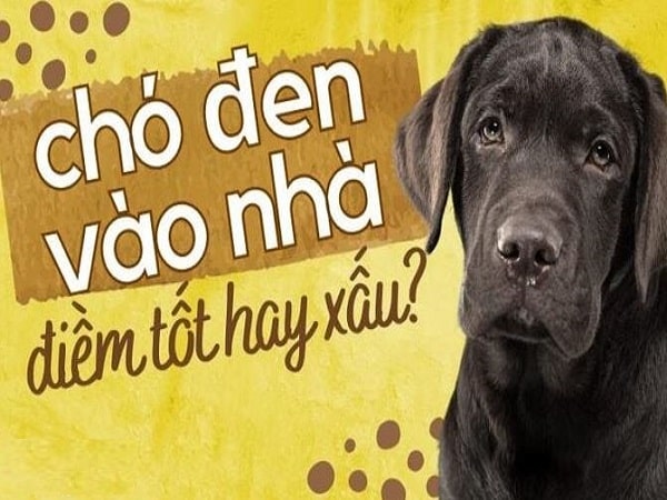 Ý nghĩa tâm linh khi chó đen vào nhà