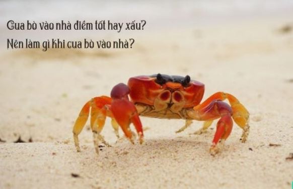 Cua bò vào nhà theo góc nhìn khoa học