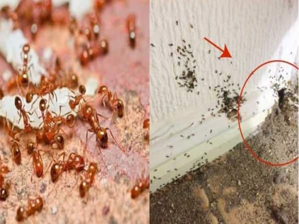Kiến làm tổ trong nhà và mối liên hệ tâm linh