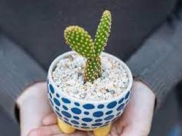 Vậy mệnh Mộc có hợp trồng xương rồng không?