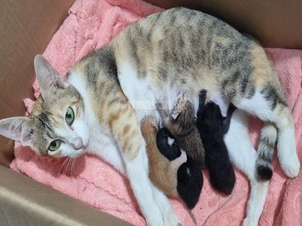 Khi mèo vào nhà đẻ hên hay xui?