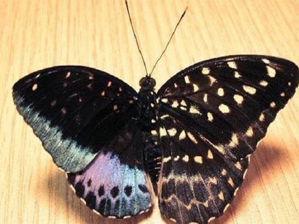 Bướm đen bay vào nhà là điềm gì?