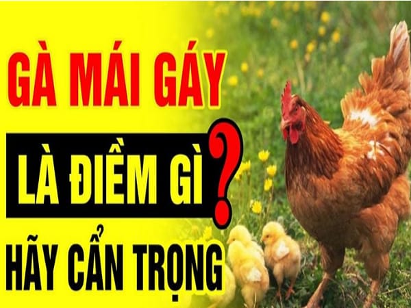 Hiện tượng gà mái gáy theo dân gian và tâm linh