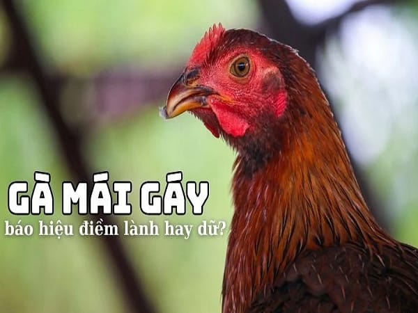 Giải mã điềm báo khi gà mái gáy theo thời gian và số tiếng