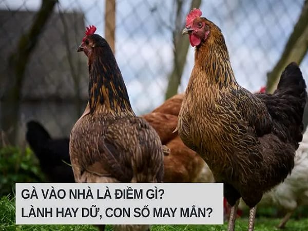 Ý nghĩa phong thủy của gà vô nhà