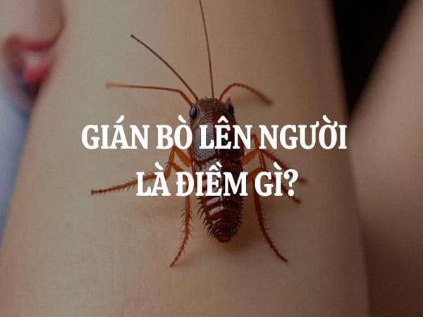 Gián bò lên người là sự việc bình thường hay dấu hiệu tâm linh?