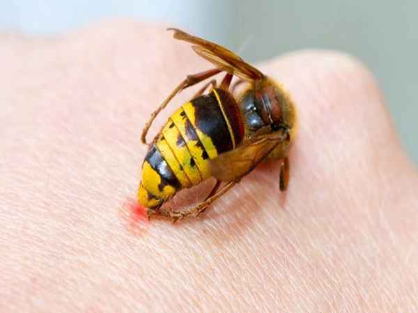 Ong đốt là điềm gì