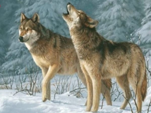 Chó hú có điềm gì không lý giải theo dân gian