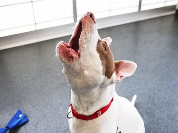 Chó hú là điềm báo gì theo tâm linh?