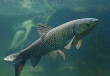 Chiêm bao thấy cá trắm chết