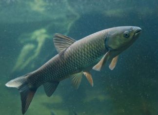 Chiêm bao thấy cá trắm chết